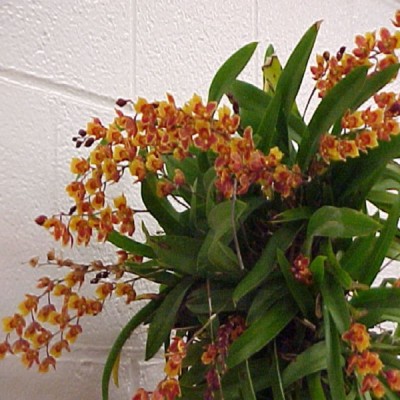 Орхидея ховеара Мини Прими 